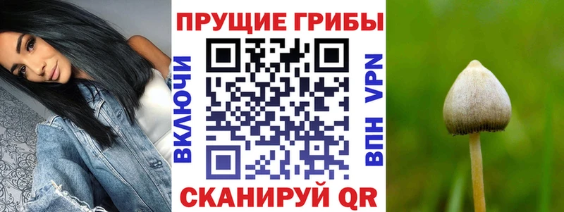 дарнет шоп  Спасск  Галлюциногенные грибы GOLDEN TEACHER 